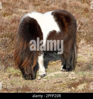 Süßes kleines braunes, zähiges Ponyfohlen aus dem Neuwald in Nahaufnahme mit Heidekraut im Hintergrund Stockfoto