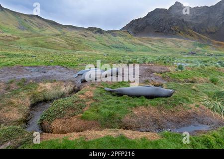 Südgeorgien, Grytviken. Südliche Elefantenrobben (Mirounga leonina) Stockfoto