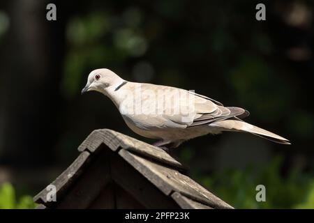 Eurasische Taube mit Kragen (Streptopelia Decocto), die auf einem Dach mit Vogeltisch steht, nach links gerichtet, mit dunklem Hintergrund Stockfoto