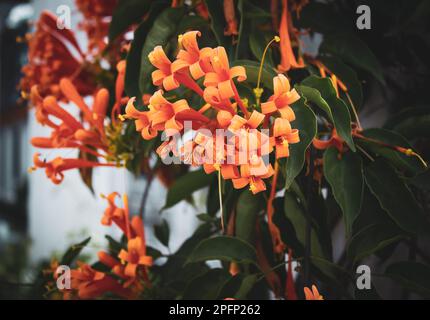 Leuchtende Orangenblüten, allgemein bekannt als flamevine oder orangefarbene Trompetenrebe Stockfoto