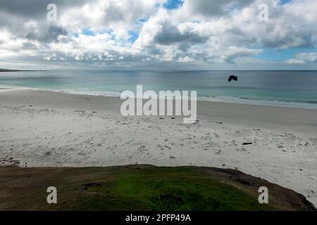 Truthühner (Cathartes aura falklandica) Stockfoto