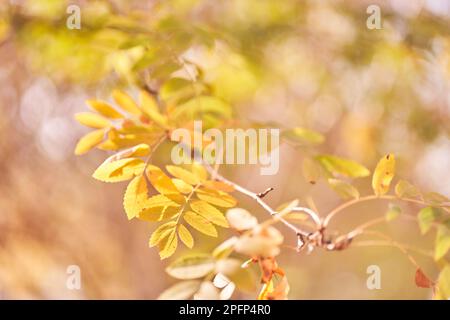 Herbstsaison. Hintergrundkonzept für den Herbst. Gelber Zwerg auf einem Ast vor einem Hintergrund mit Bäumen. Mit Platz zum Kopieren. Hochwertiges Foto Stockfoto