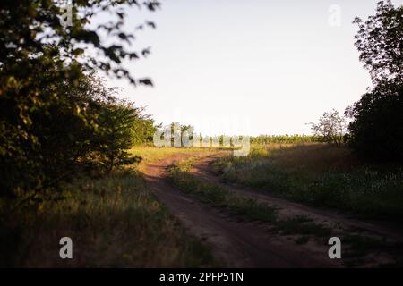 Gesättigtes Grün auf dem Weg der Straße mit einem hellen Lichtstrahl. Hintergrund Querformat. Tag Der Erde. Wunderbarer sonniger Sonnenuntergang. Leerer Sommer, Frühling Stockfoto