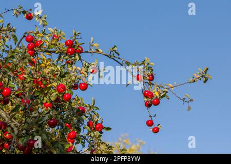 Reife rote Äpfel, die an Ästen eines Apfelbaums in einem Obstgarten hängen Stockfoto