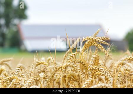 Modernisierung in der deutschen Landwirtschaft: Landwirtschaftliche Gebäude mit montierten Solarpaneelen Stockfoto