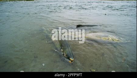 Verzweifelter Kampf. Lachse kämpfen im Fluss um ihr Überleben. Lachskadaver. Tierfutterkette, während Lachs in Süßwasser zum Laichen in Alaska zurückkehren, im Sommer Stockfoto