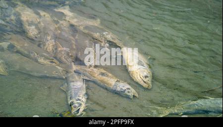 Verzweifelter Kampf. Lachse kämpfen im Fluss um ihr Überleben. Lachskadaver. Tierfutterkette, während Lachs in Süßwasser zum Laichen in Alaska zurückkehren, im Sommer Stockfoto