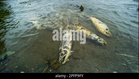 Verzweifelter Kampf. Lachse kämpfen im Fluss um ihr Überleben. Lachskadaver. Tierfutterkette, während Lachs in Süßwasser zum Laichen in Alaska zurückkehren, im Sommer Stockfoto