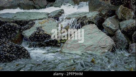 Lachse springen auf felsige Flussbetten und schwimmen flussaufwärts mit Stromschnellen. Alaska Lachs Migration: Eine Reise voller Herausforderungen und Wunder. USA., 2017 Stockfoto