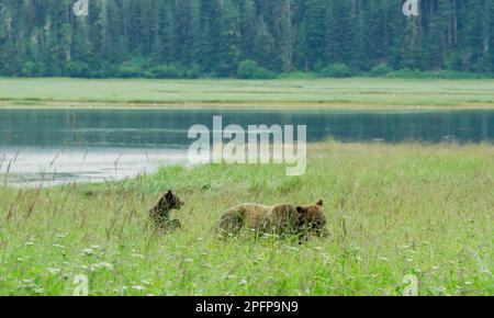 Mutter Braunbär und zwei Jungen, die auf der Wiese am See auf der Jagd sind und spielen. Leben in der Wildnis: Alaska-Braunbären in Sommergrasland und Bächen. Stockfoto