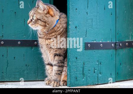 Süße Hauskatze mit kurzen Haaren, die auf dem Fensterbrett sitzt. Katzen in Venedig. Grüne türkisfarbene Fensterläden. Stockfoto