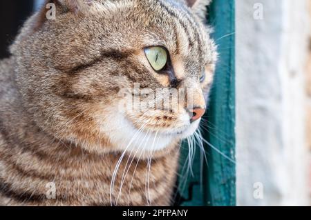 Süße Hauskatze mit kurzen Haaren, die auf dem Fensterbrett sitzt. Katzen in Venedig. Grüne türkisfarbene Fensterläden. Stockfoto