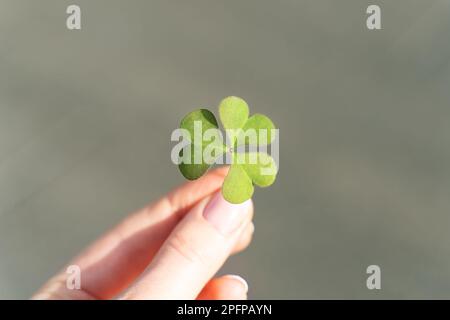 Klee in der Hand auf hellem grünen Hintergrund der Natur. Shamrock Symbol der Irischen St. Patricks Tag Stockfoto