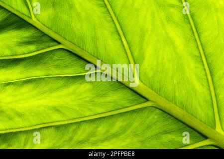 Makroaufnahme von Colomo Leaf Nature's Detail in Grün. Hintergrund der Anlage Stockfoto