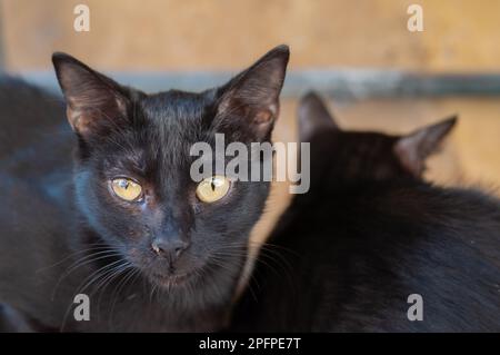 Schwarze verirrte faule Katze, die in der Ecke der Wand liegt, warmer, gemütlicher Ort an sonnigen Tagen im Freien, Horisontalfoto Stockfoto