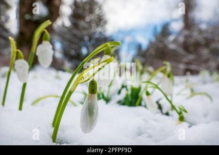 Die ersten Frühlingsblumen, die durch den Schnee springen. Schneeglöckchen Wildblumen im Park Stockfoto