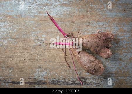 Purpurkartoffeln auf dem Tisch, dioscorea alata, auch bekannt als Ube, Violettkartoffeln, Wasser oder größere Yamswurzeln, lila-fleischige Knollen, die in der Küche und der traditionellen Medizin verwendet werden Stockfoto