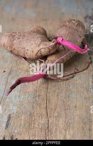 Purpurkartoffeln auf dem Tisch, dioscorea alata, auch bekannt als Ube, Violettkartoffeln, Wasser oder größere Yamswurzeln, lila-fleischige Knollen, die in der Küche und der traditionellen Medizin verwendet werden Stockfoto