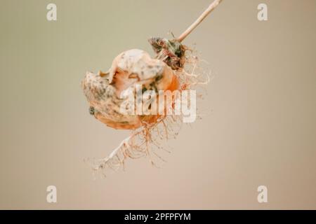 Fetide Passionsblume, Karlettenfrucht Passionsblume, stinkende Passionsblume, getrocknet auf natürliche Weise durch Samenmethode vermehrt. Stockfoto