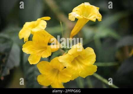 Tecoma stans, leuchtend gelbe Blumen, leicht anzubauen, beliebt auf der Straße, vermehrt durch Samen und Stecklinge. Stockfoto