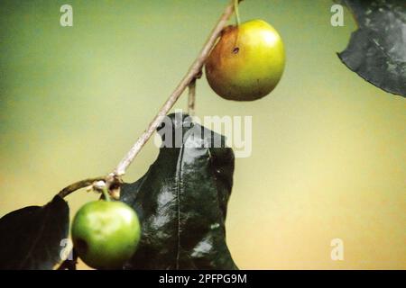 Jujube, eine kleine Frucht mit rötlich-brauner Rinde, weißem Fleisch, süßem Geschmack. Stockfoto