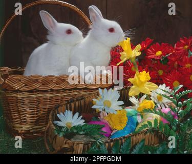Zwei weiße Kaninchen in einem Korb, umgeben von Blumen Stockfoto