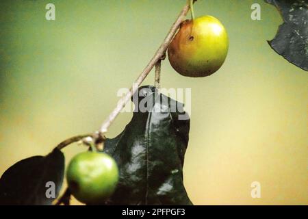 Jujube, eine kleine Frucht mit rötlich-brauner Rinde, weißem Fleisch, süßem Geschmack. Stockfoto