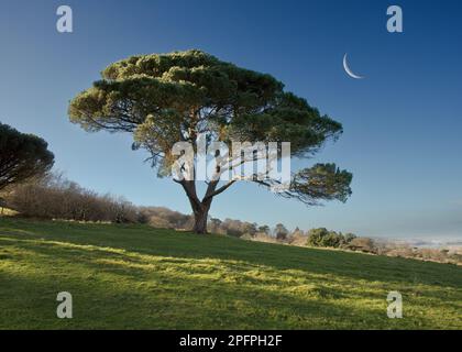 Kiefer und Halbmond Mount Edgcumbe County Park Cornwall UK Europa Stockfoto