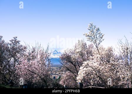 Italien, Piemont, Monte Monviso visto dal Parco Europa a Torino. Monte Monviso unter den blühenden Wisteria-Zweigen im Frühling Stockfoto