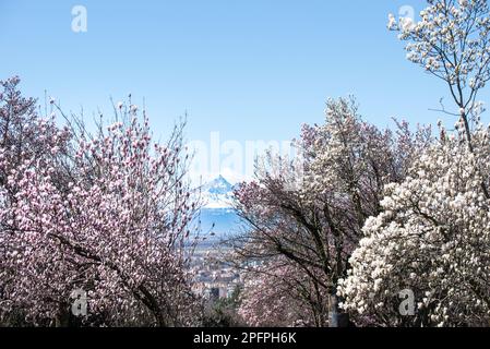 Italien, Piemont, Monte Monviso visto dal Parco Europa a Torino. Monte Monviso unter den blühenden Wisteria-Zweigen im Frühling Stockfoto