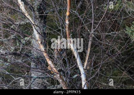 Ruffed Grouse, Bonasa umbellus, Futter von Birkenknospen in Sax-Zim Bog, Minnesota, USA Stockfoto