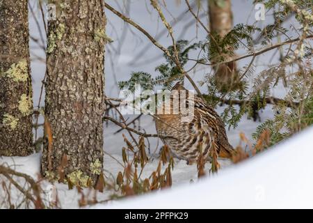 Ruffed Grouse, Bonasa umbellus, auf Alarmbereitschaft vor Ort nach der Fütterung von Birkenfrüchten in Sax-Zim Bog, Minnesota, USA Stockfoto