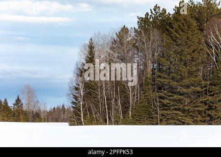 Im Sax-Zim Bog, Minnesota, USA, liegt ein schneebedecktes Ackerland vor der Tür Stockfoto