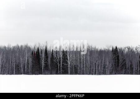 Im Sax-Zim Bog, Minnesota, USA, liegt ein schneebedecktes Ackerland vor der Tür Stockfoto