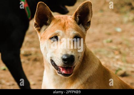 Ein brauner thailändischer Hund sieht etwas Interessantes mit einem reinen Gesicht. Stockfoto