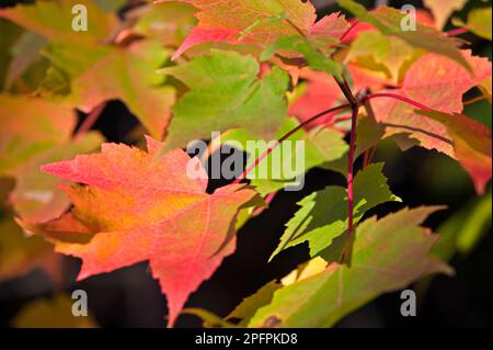 The summer green of maple trees gives way to the colors of fall. Stockfoto