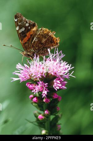 Ein roter Admiral-Schmetterling sucht Nektar auf einer Liatris-Blume. Stockfoto