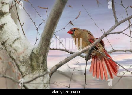 Eine weibliche nördlichen Kardinal breitet sich die Schwanzfedern. Stockfoto