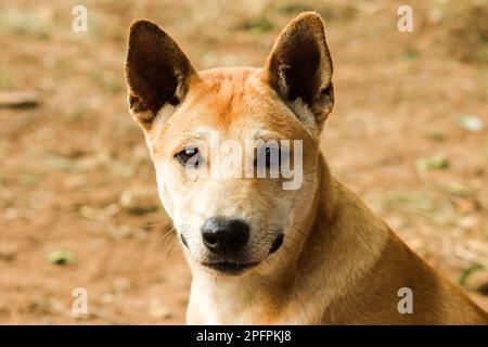 Ein brauner thailändischer Hund sieht etwas Interessantes mit einem reinen Gesicht. Stockfoto