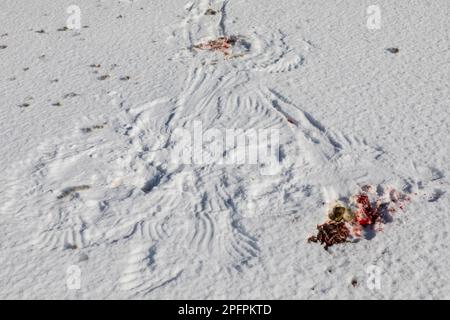 Tötungsort mit Flügelspuren und Bauchhaufen, wo ein nördlicher Goshawk, Accipiter gentilis, einen Schneeschuhhhasen im Superior National Forest, Mi, gefangen und getötet hat Stockfoto