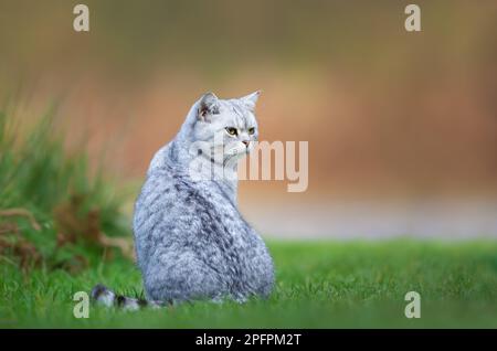 Nahaufnahme einer grauen Hauskatze, die auf einem Gras sitzt, Großbritannien. Stockfoto