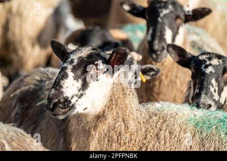 Schaf von Blackface im Schnee in Irland. Stockfoto