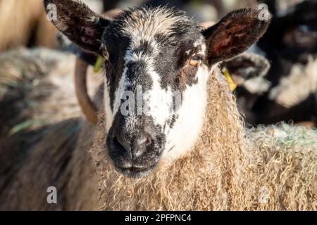 Schaf von Blackface im Schnee in Irland. Stockfoto