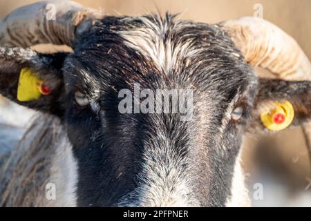 Schaf von Blackface im Schnee in Irland. Stockfoto