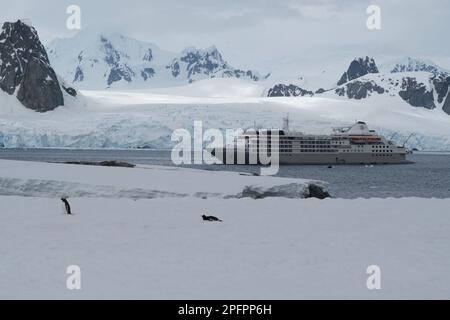 Ein Kreuzfahrtschiff bringt Touristen mit Gentoo-Pinguinen auf die Insel Petermann - Antarktis Stockfoto