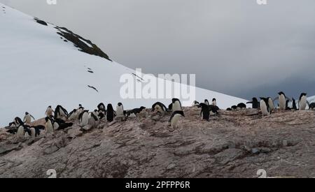 Pinguinkolonie Gentoo auf Petermann Island - Antarktis Stockfoto