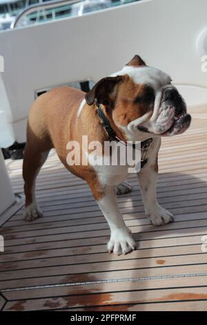 Buldog steht an Deck. Stockfoto