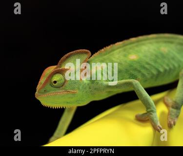 Madagaskar Chamäleon Stockfoto