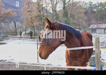 Satteln Sie Pferde in einem Korral mit Schnee im Etsch, in den italienischen alpen. Stockfoto