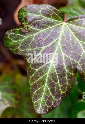 Blatt einer Efeu-Pflanze. Nahaufnahme des grünen Blattes mit weißen Venen. Makrofotografie eines Efeu-Blattes in Beckenham, Kent, UK. Stockfoto